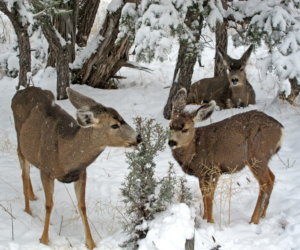 Grand Canyon National Park: Mule Deer Winter Browse