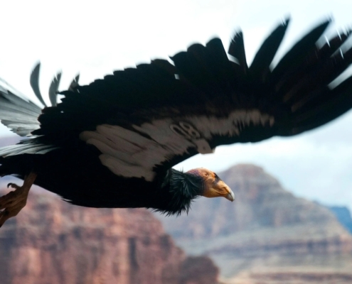California Condor at Grand Canyon