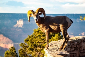 Grand Canyon Wild Life Experience - Bighorn Sheep